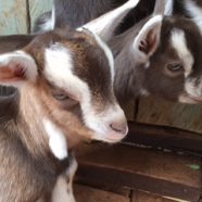 Social Venture Goat Farm