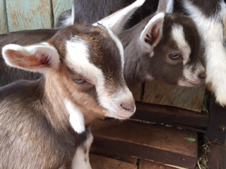 Social Venture Goat Farm